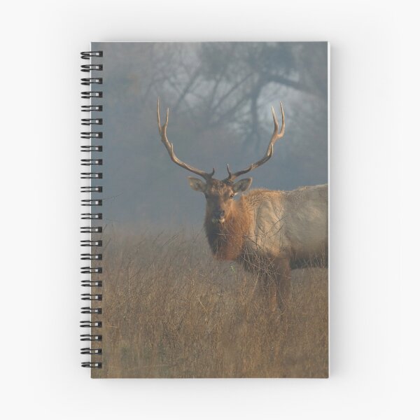 Item preview, Tule Elk in Meadow designed and sold by eyes4nature.