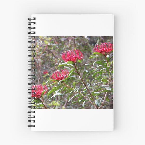 Item preview, Four Tasmanian Waratahs, King Billy Walk, Cradle Mountain, Australia. designed and sold by kaysharp.