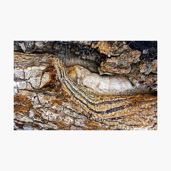 Item preview, Strong Bark designed and sold by Haydee  Yordan.