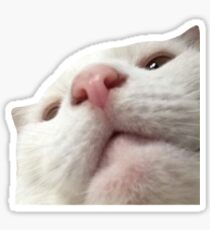 Big Cat Meme Sticker