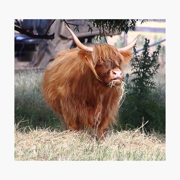 highland cattle at Bothwell, Tasmania Photographic Print