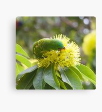 Scaly Breasted Lorikeet Canvas Print