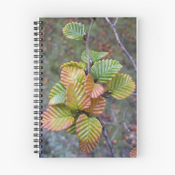 Item preview, Nothofagus Gunnii, Cradle Mountain, Tasmania, Australia. designed and sold by kaysharp.
