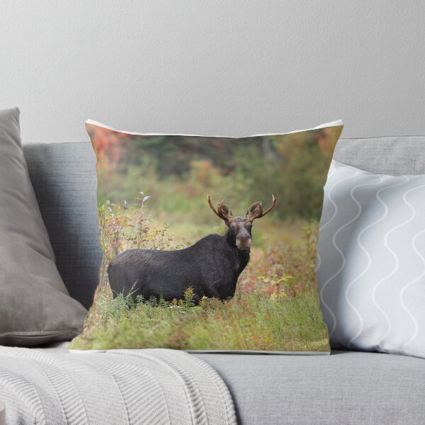 Item preview, Alce joven - Parque Algonquin, Canadá designed and sold by James Cumming.