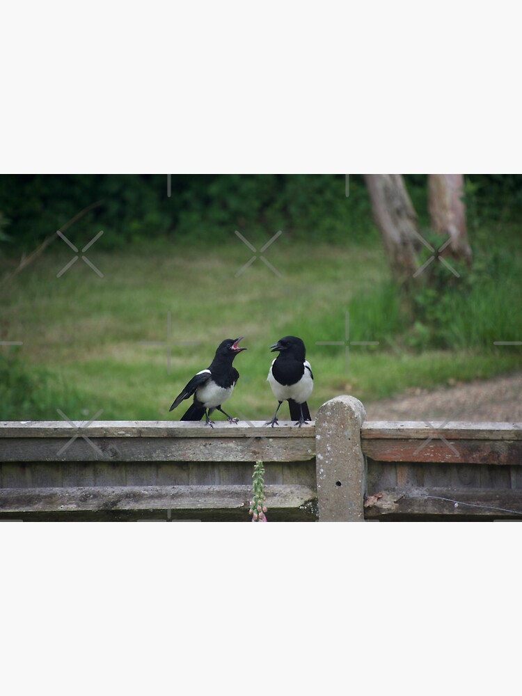"Rude funny magpie baby bird squawking at its parent" Sticker for Sale by thelemmingface Redbubble