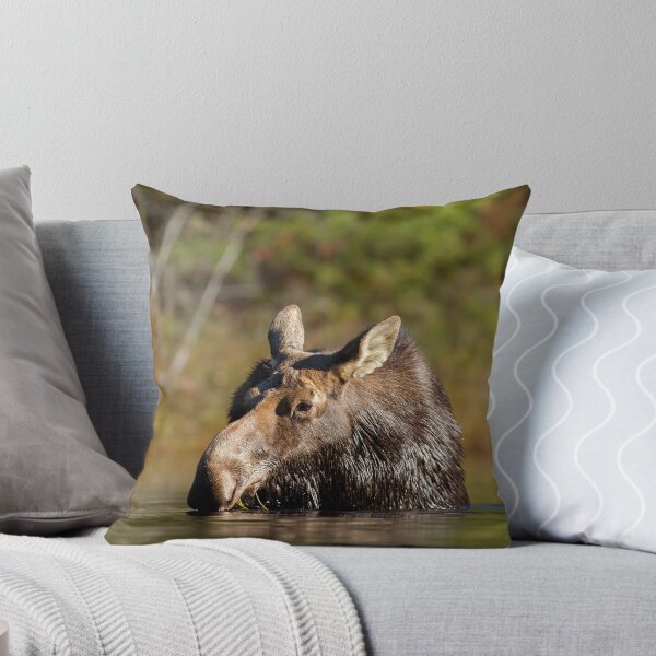 Item preview, Moose - Algonquin Park, Canadá designed and sold by James Cumming.