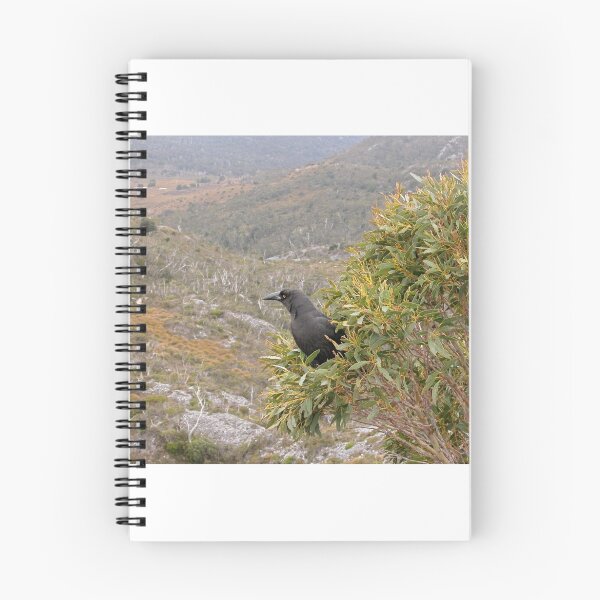 Item preview, Currawong Surveying it's Territory, Cradle Mountain, Tasmania,Australia. designed and sold by kaysharp.