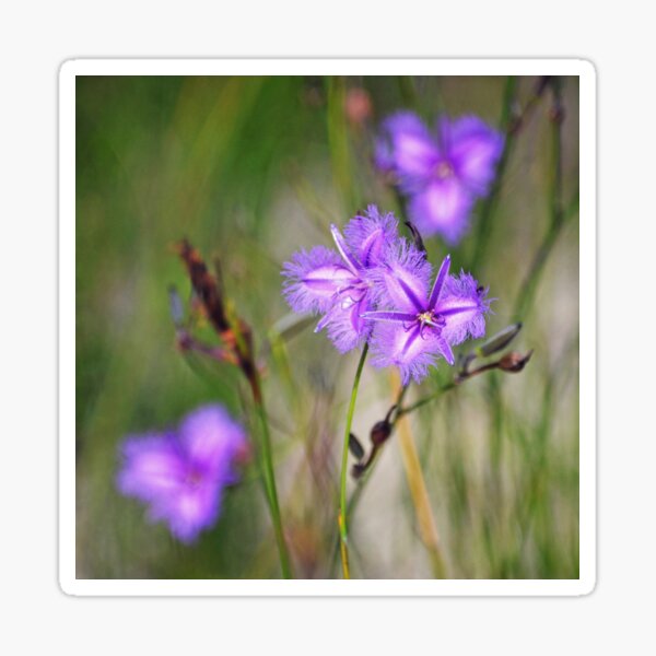 Thysanotus multiflorus