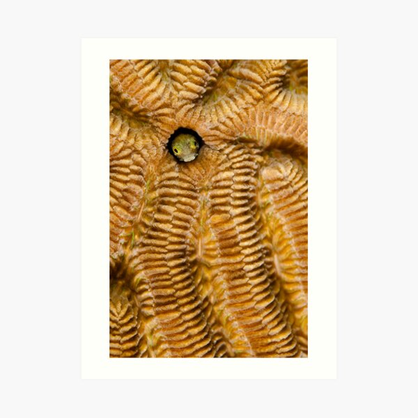 Secretary blenny on Brain Coral Art Print