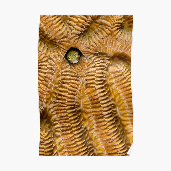 Secretary blenny on Brain Coral Poster