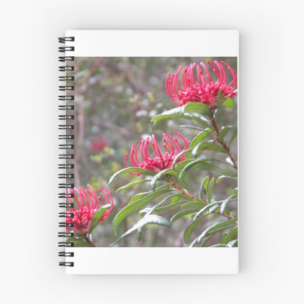 Item preview, Three Waratahs, King Billy Walk, Cradle Mountain, Tasmania,Australia. designed and sold by kaysharp.