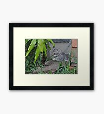 playing kitten Framed Print