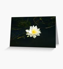 White Water Lily (Nymphaea odorata) Greeting Card