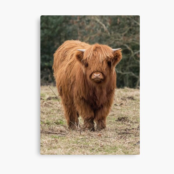 Item preview, Young Scottish Highland cow designed and sold by HaleyRedshaw.