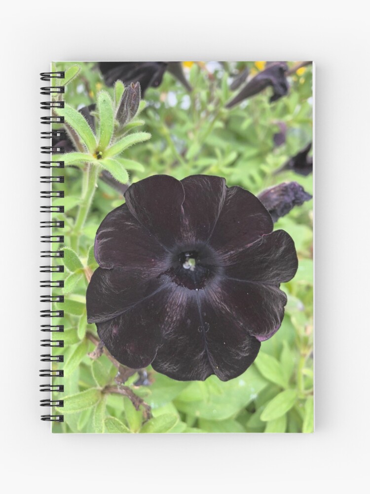 Cuaderno de espiral «Petunia negra» de politefacade | Redbubble