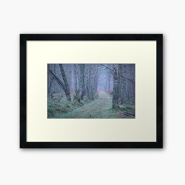 In the Woods Framed Art Print