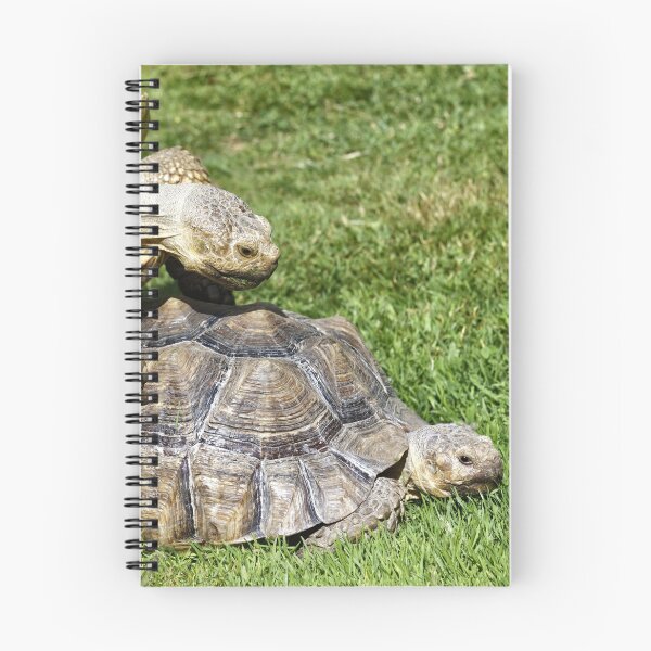 Item preview, African spurred tortoise (Centrochelys sulcata) designed and sold by Andy Harker.