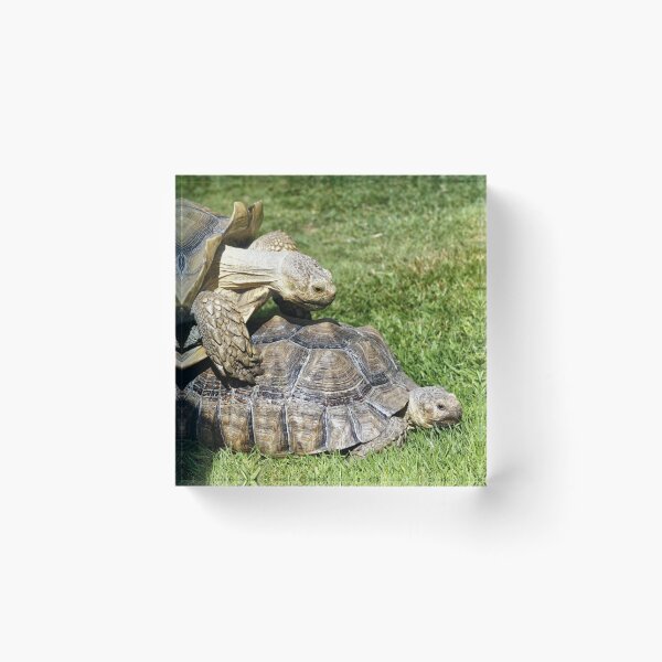 Item preview, African spurred tortoise (Centrochelys sulcata) designed and sold by Andy Harker.