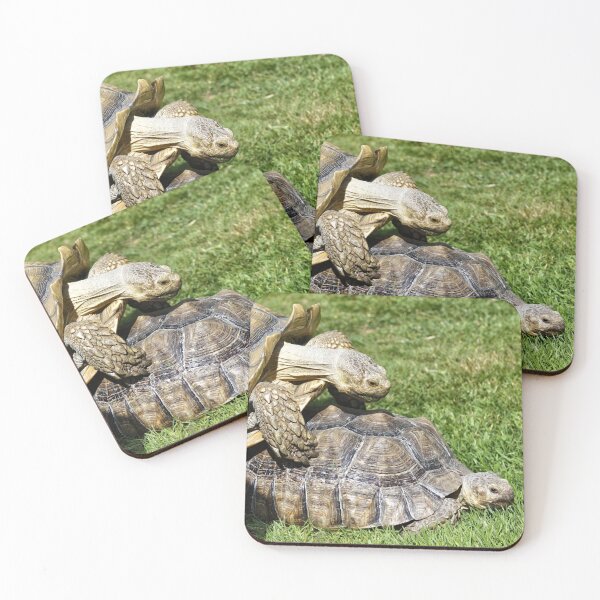 Item preview, African spurred tortoise (Centrochelys sulcata) designed and sold by Andy Harker.