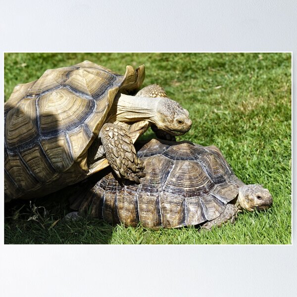 Item preview, African spurred tortoise (Centrochelys sulcata) designed and sold by Andy Harker.