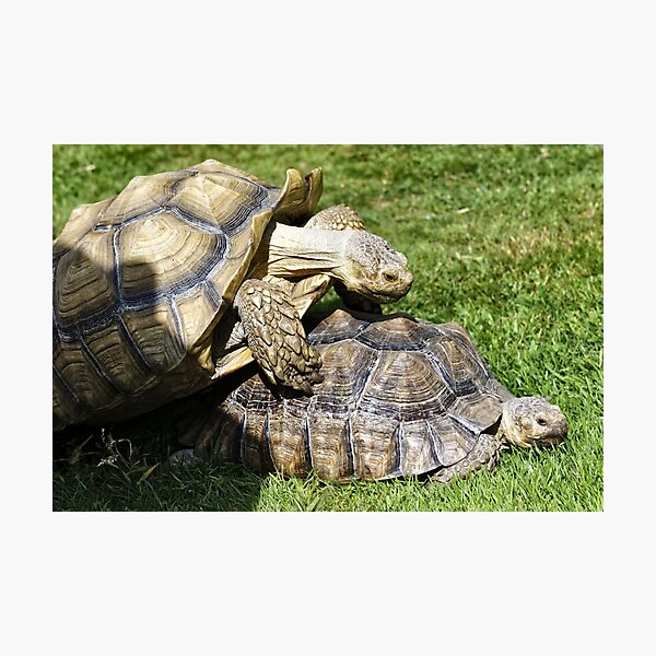 Item preview, African spurred tortoise (Centrochelys sulcata) designed and sold by Andy Harker.