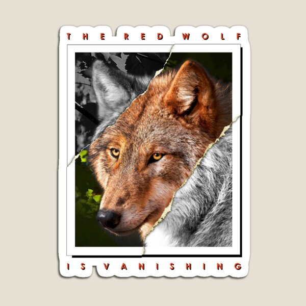 The Red Wolf is Vanishing Magnet