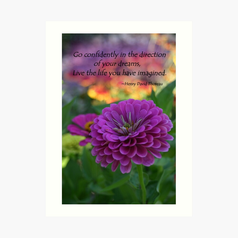 Impression Rigide Fleur Violette Coloree De Zinnia Avec La Citation De Henry David Thoreau Par Photocrazy6 Redbubble