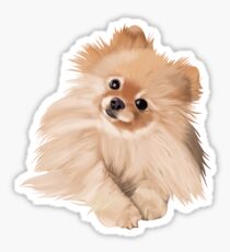 Pomeranian Sticker