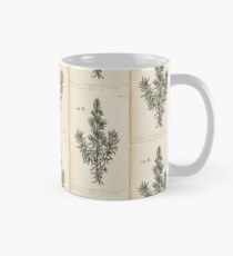 A curious herbal Elisabeth Blackwell John Norse Samuel Harding 1737 0408 Rosemary Mug