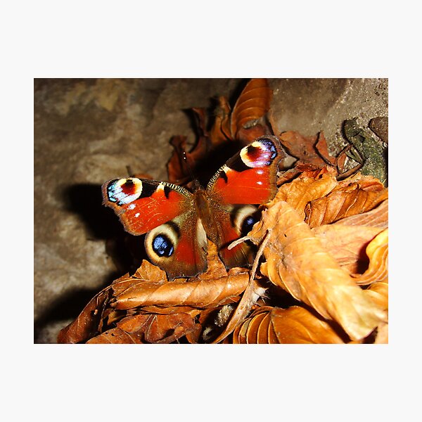 Peacock Butterfly ~ Usk, Monmouthshire 2009 Photographic Print