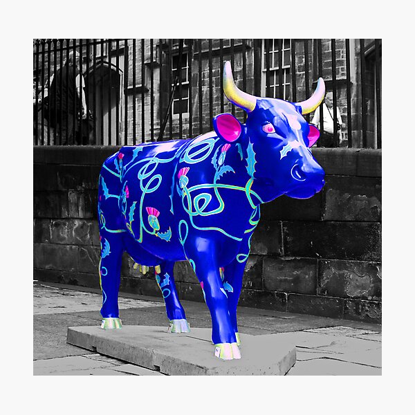 Och Aye the Moo Photographic Print