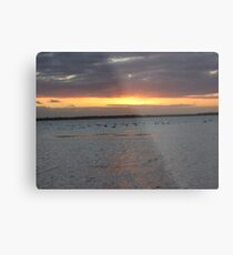 Black Swans on Lake Connewarre Metal Print