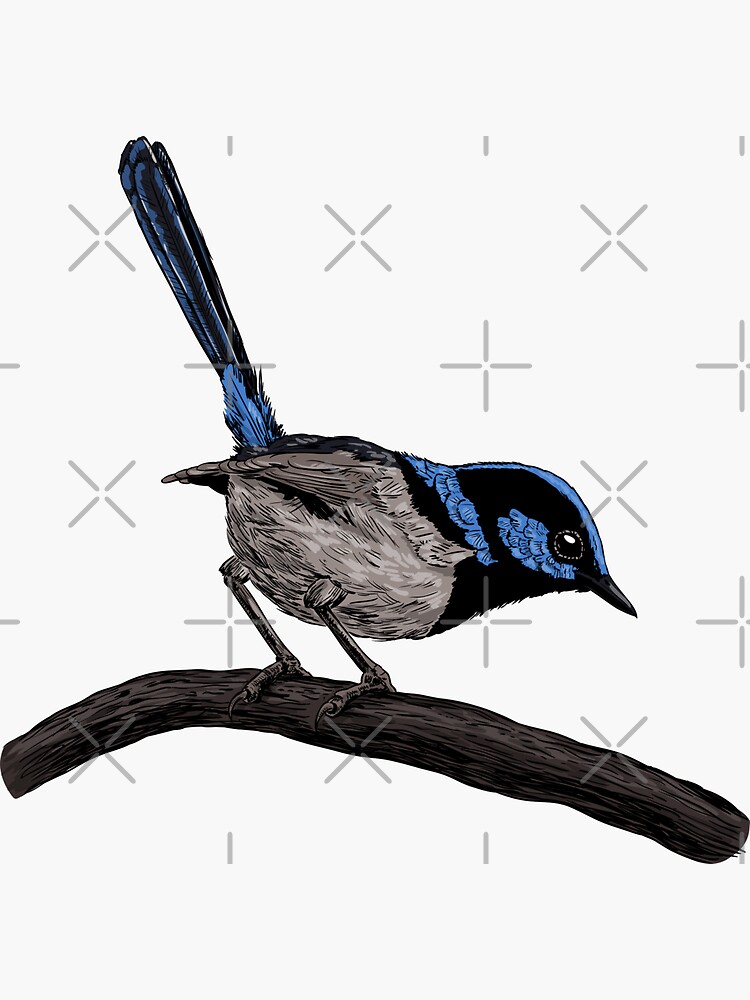 "Fairy wren drawing" Sticker by katerinamk | Redbubble