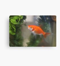 Goldfish Canvas Print