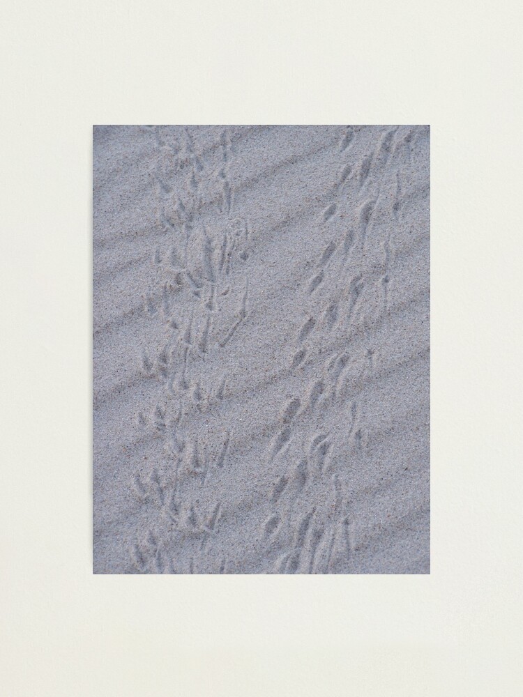 Alternate view of Double Helix On The Beach Photographic Print