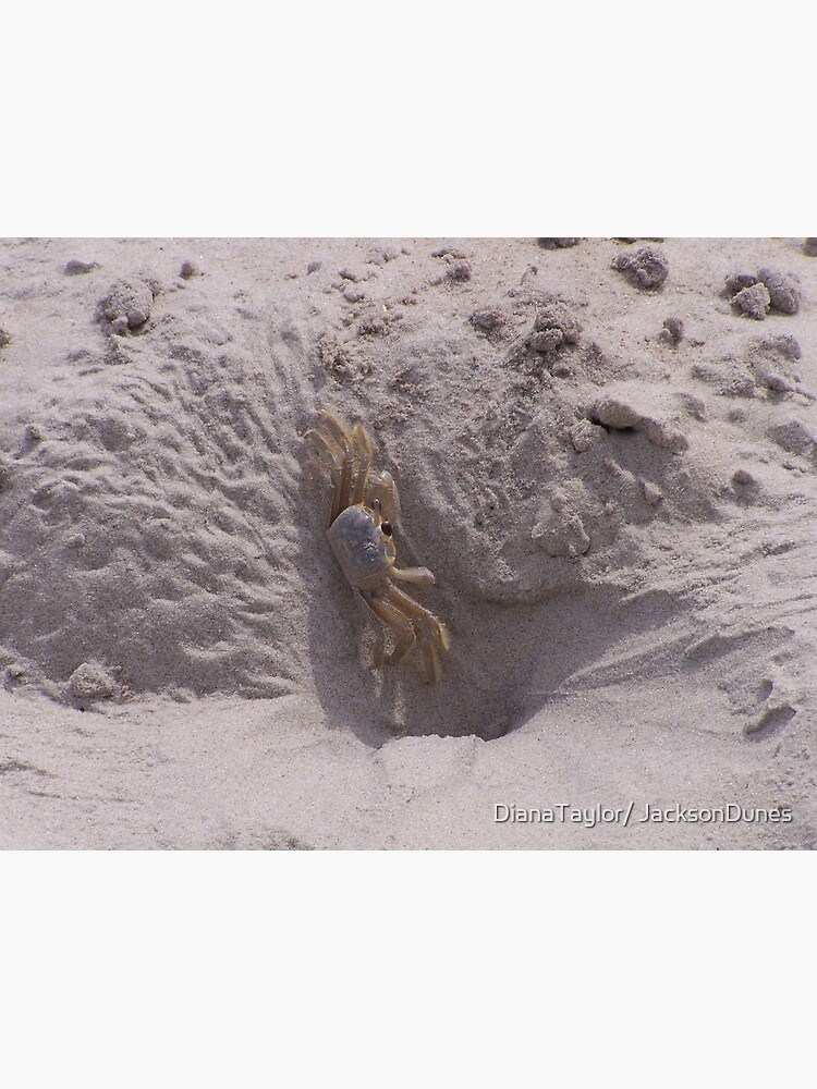 Thumbnail 3 of 3, Canvas Print, Ghost Crab On Ocracoke Island designed and sold by DianaTaylor/ JacksonDunes.