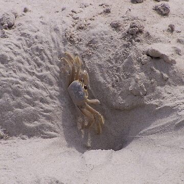 Artwork thumbnail, Ghost Crab On Ocracoke Island by DianaTaylor