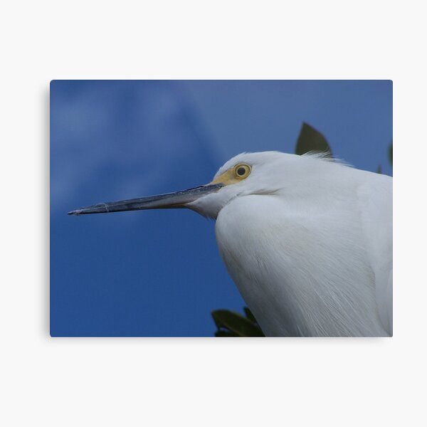 Tropical Bird Metal Print