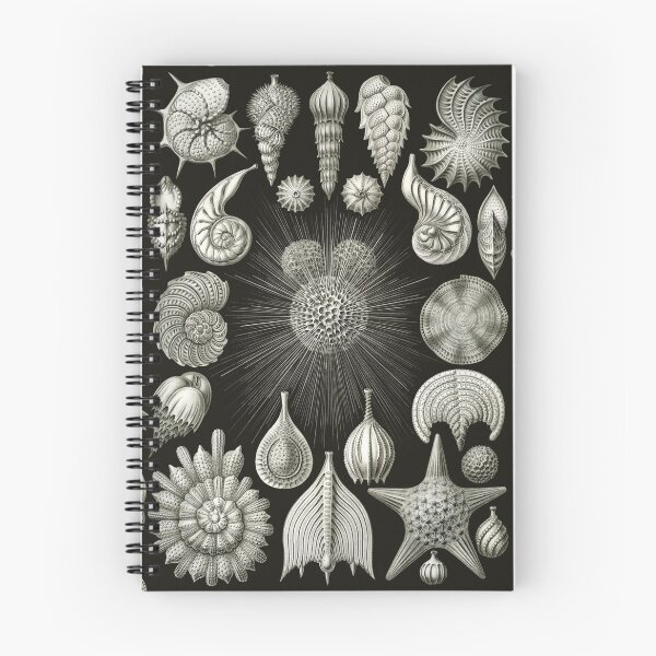 Item preview, Ernst Haeckel - Thalamphora (Seashells) designed and sold by ShaMiLaB.
