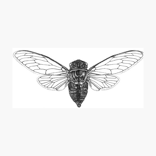 Item preview, Cicada designed and sold by DoodleDashCollective.