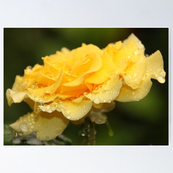 Item preview, Roses & Raindrops designed and sold by AnnDixon.