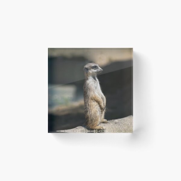 Item preview, Meerkat designed and sold by Vac1.