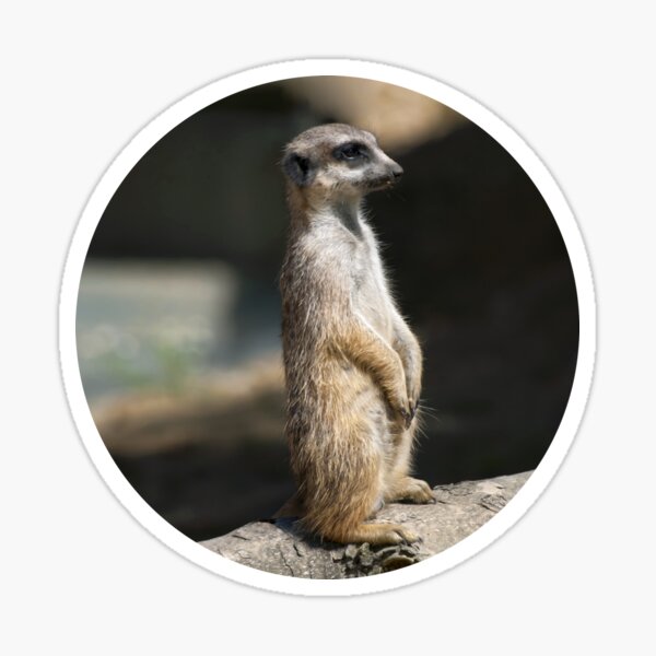 Item preview, Meerkat designed and sold by Vac1.