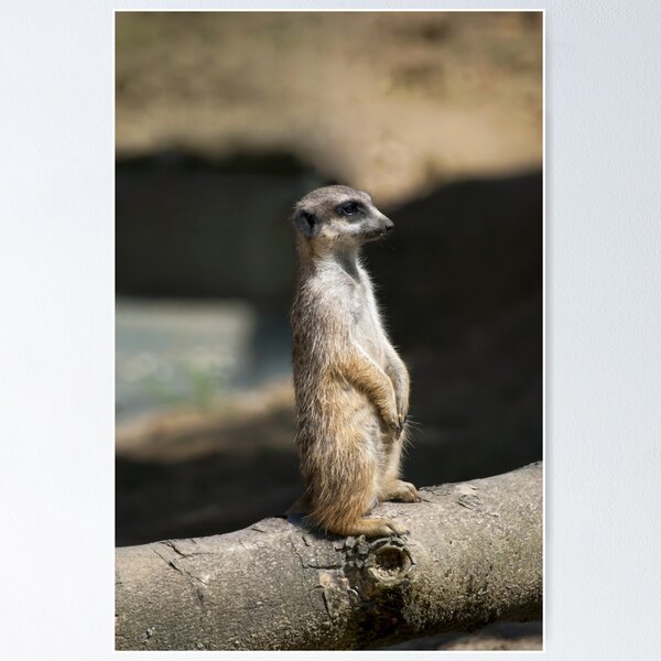 Artikelvorschau,  Suricata suricatta entworfen und verkauft von Vac1.