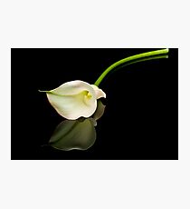 Calla Lily on Black Glass Photographic Print