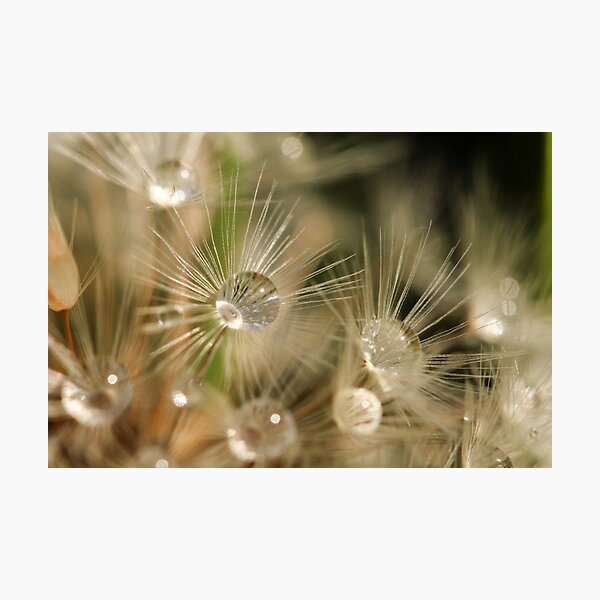 Sparkle Raindrops Photographic Print