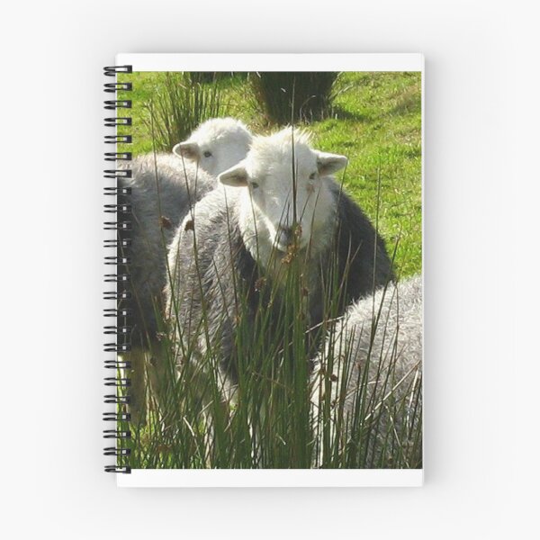 Item preview, Still More Herdwicks ~ Leac Na Ban, Argyll, Scotland designed and sold by artwhiz47.