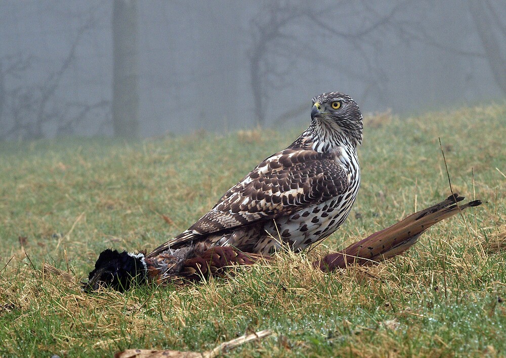 Goshawk on prey (pheasant), Wales, UK