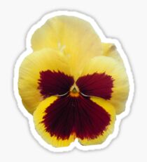 Yellow Pansy Sticker