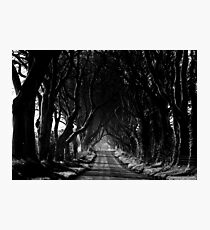 The Dark Hedges Photographic Print